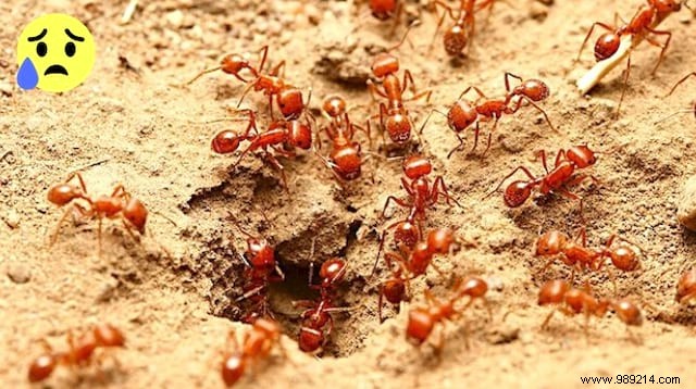Eliminate Fire Ants Naturally: Proven Garden Remedy with Soap and Orange Oil