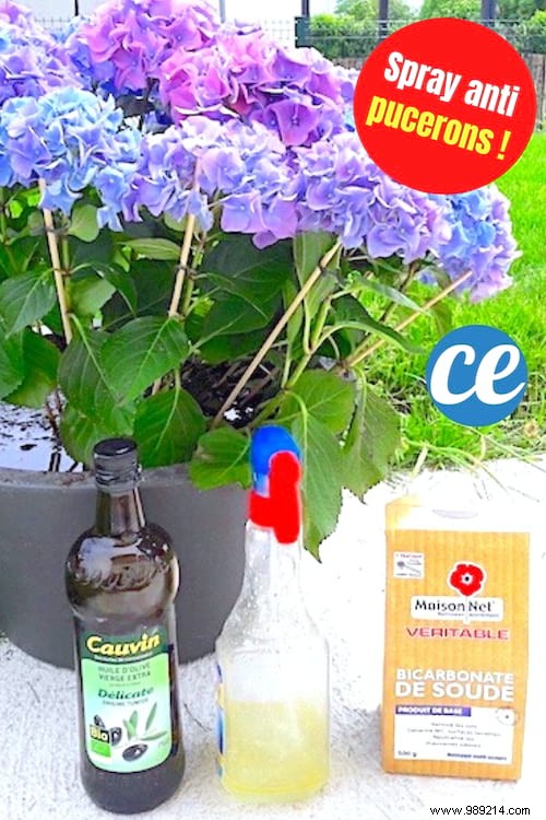 Gardener s Proven Trick: Eliminate Aphids Naturally with Olive Oil and Baking Soda