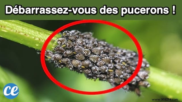 Gardener s Proven Trick: Eliminate Aphids Naturally with Olive Oil and Baking Soda