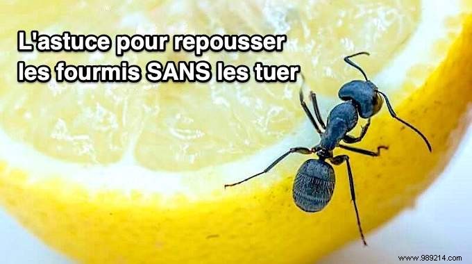 Proven Lemon Trick to Naturally Repel Ants from Your Home – No Chemicals or Killing Required