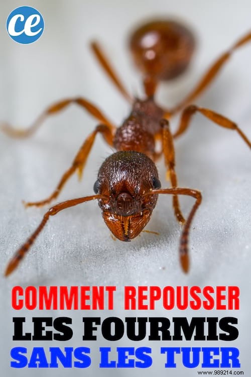 Proven Lemon Trick to Naturally Repel Ants from Your Home – No Chemicals or Killing Required