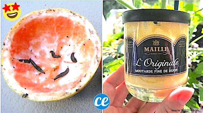 15 Expert Gardening Tips and Tricks Pros Swear By for Stunning Results