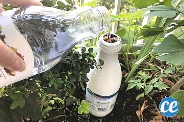 15 Expert Gardening Tips and Tricks Pros Swear By for Stunning Results