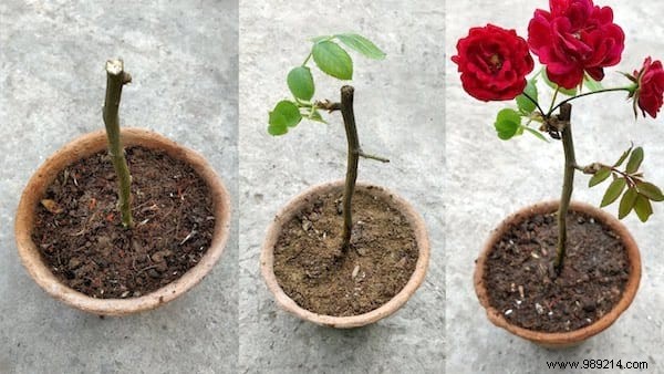 15 Expert Gardening Tips and Tricks Pros Swear By for Stunning Results