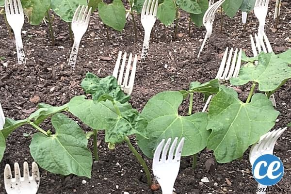 15 Expert Gardening Tips and Tricks Pros Swear By for Stunning Results