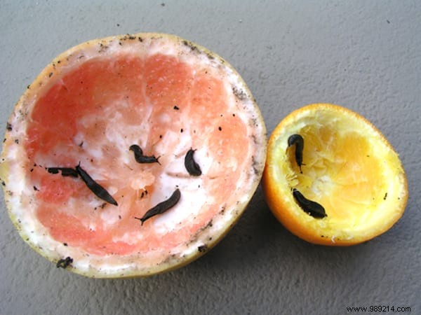 15 Expert Gardening Tips and Tricks Pros Swear By for Stunning Results