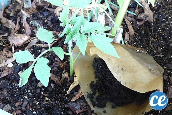 15 Expert Gardening Tips and Tricks Pros Swear By for Stunning Results