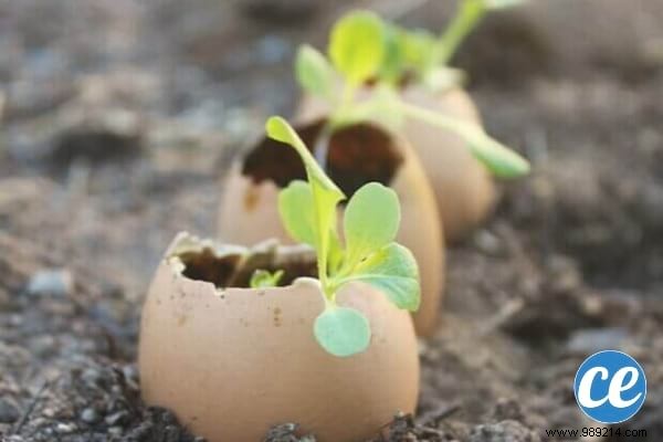 15 Expert Gardening Tips and Tricks Pros Swear By for Stunning Results