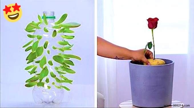 12 Proven Tips for Thriving Houseplants from a Seasoned Indoor Gardener