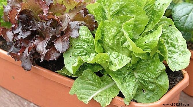 How to Grow Fresh Lettuce in Pots: An Easy Guide for Beginners