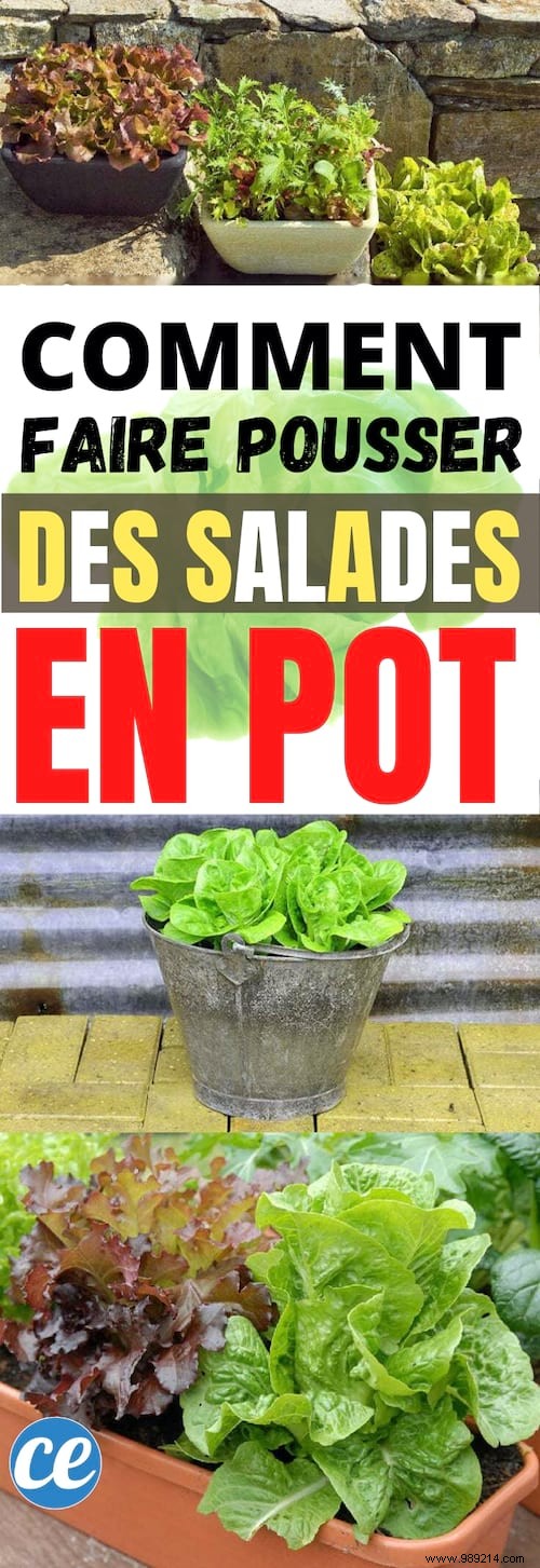 How to Grow Fresh Lettuce in Pots: An Easy Guide for Beginners