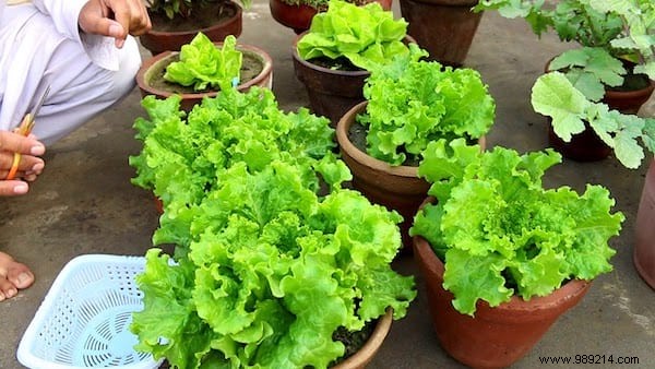 How to Grow Fresh Lettuce in Pots: An Easy Guide for Beginners
