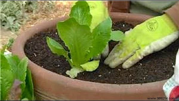How to Grow Fresh Lettuce in Pots: An Easy Guide for Beginners