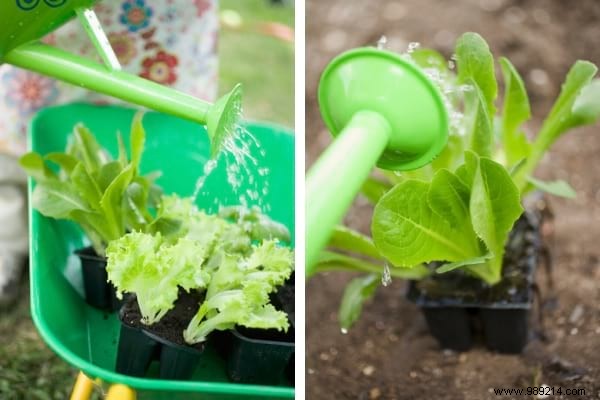 How to Grow Fresh Lettuce in Pots: An Easy Guide for Beginners
