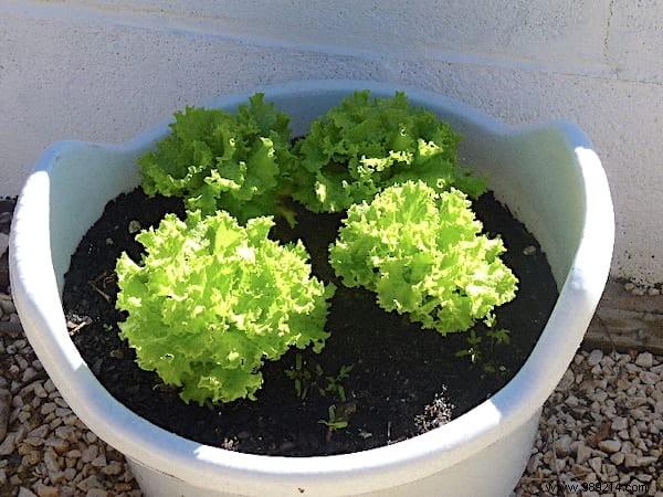 How to Grow Fresh Lettuce in Pots: An Easy Guide for Beginners