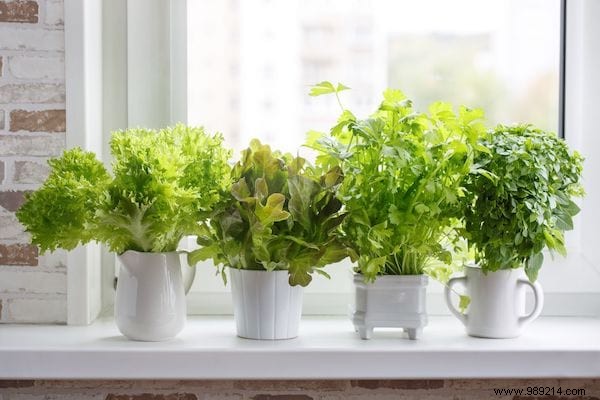 How to Grow Fresh Lettuce in Pots: An Easy Guide for Beginners