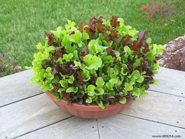 How to Grow Fresh Lettuce in Pots: An Easy Guide for Beginners
