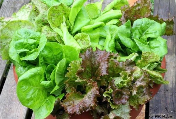 How to Grow Fresh Lettuce in Pots: An Easy Guide for Beginners
