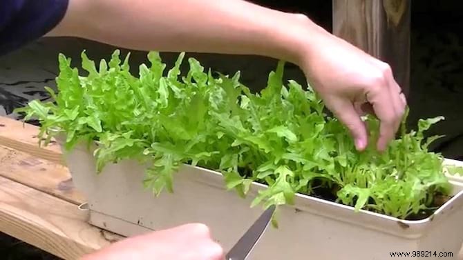 How to Grow Fresh Lettuce in Pots: An Easy Guide for Beginners