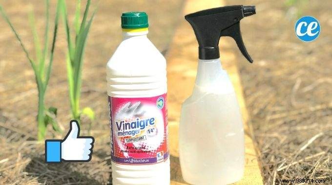 Natural Slug Repellent Spray: Protect Your Garden with a Simple Vinegar Solution
