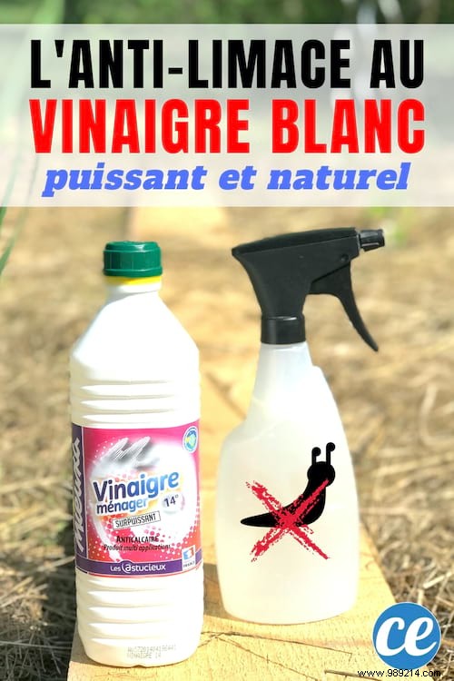 Natural Slug Repellent Spray: Protect Your Garden with a Simple Vinegar Solution