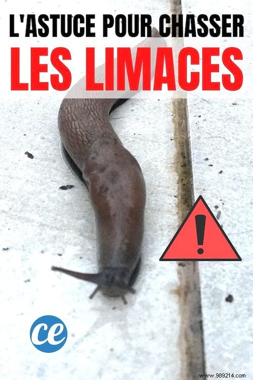 Natural Slug Repellent Spray: Protect Your Garden with a Simple Vinegar Solution