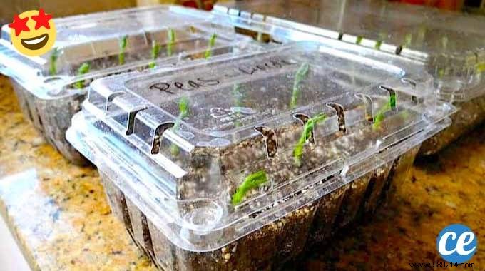 How to Build a Free DIY Mini Greenhouse for Seedlings: Proven Step-by-Step Guide