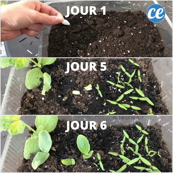 How to Build a Free DIY Mini Greenhouse for Seedlings: Proven Step-by-Step Guide