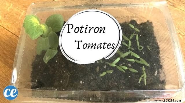 How to Build a Free DIY Mini Greenhouse for Seedlings: Proven Step-by-Step Guide