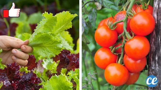 10 Foolproof Vegetables for Beginner Gardeners: Start Harvesting Success