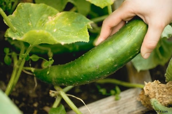 10 Foolproof Vegetables for Beginner Gardeners: Start Harvesting Success