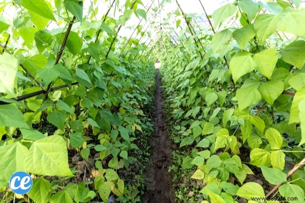 10 Foolproof Vegetables for Beginner Gardeners: Start Harvesting Success