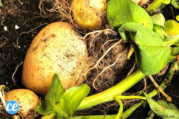 10 Foolproof Vegetables for Beginner Gardeners: Start Harvesting Success