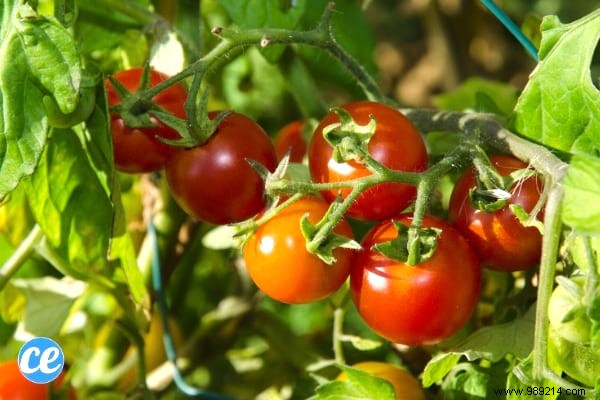 10 Foolproof Vegetables for Beginner Gardeners: Start Harvesting Success