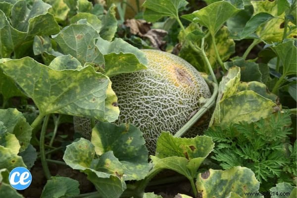 10 Foolproof Vegetables for Beginner Gardeners: Start Harvesting Success