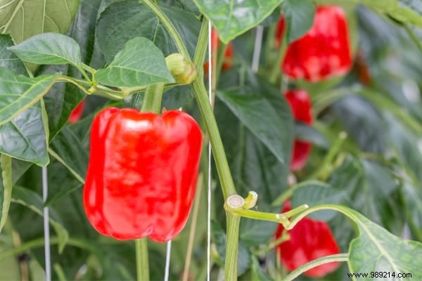 10 Foolproof Vegetables for Beginner Gardeners: Start Harvesting Success