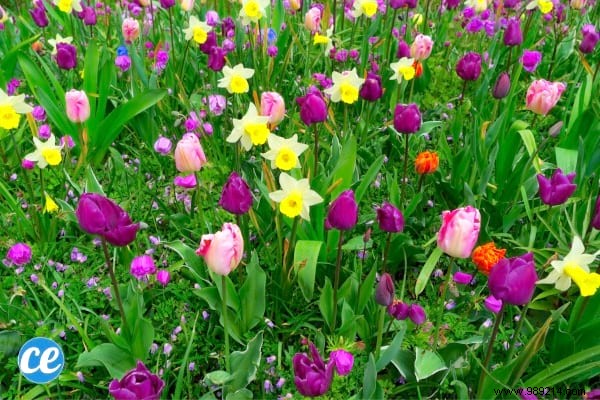 10 Foolproof Vegetables for Beginner Gardeners: Start Harvesting Success