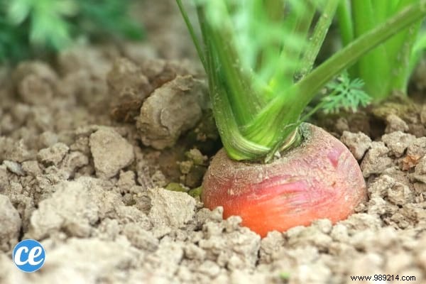 10 Foolproof Vegetables for Beginner Gardeners: Start Harvesting Success
