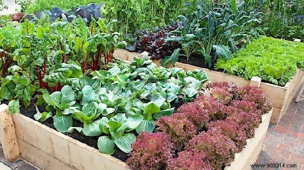 5 Expert Gardening Tips to Simplify Your Routine