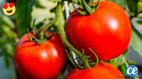 5 Expert Gardening Tips to Simplify Your Routine