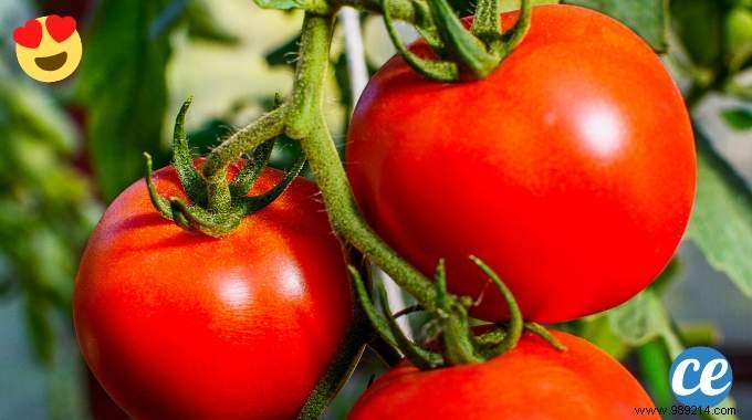 Grow Sweeter, Juicier Tomatoes: A Time-Tested Gardener s Baking Soda Trick
