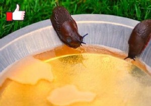 Eliminate Garden Slugs Naturally: My Grandmother s Proven Beer Trap Method