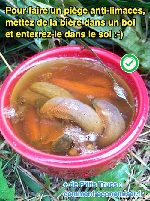 Eliminate Garden Slugs Naturally: My Grandmother s Proven Beer Trap Method