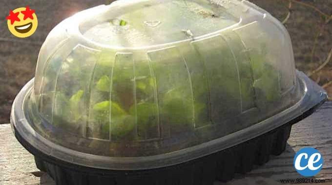 10 Proven DIY Mini Greenhouse Ideas Using Free Recycled Materials