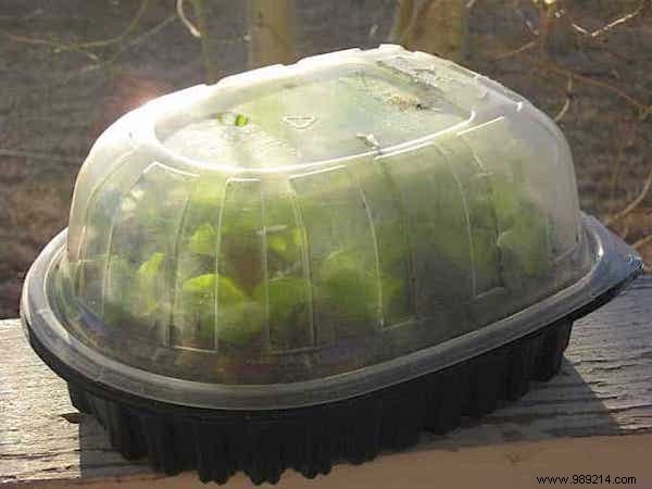 10 Proven DIY Mini Greenhouse Ideas Using Free Recycled Materials