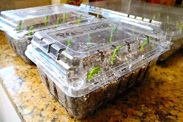 10 Proven DIY Mini Greenhouse Ideas Using Free Recycled Materials