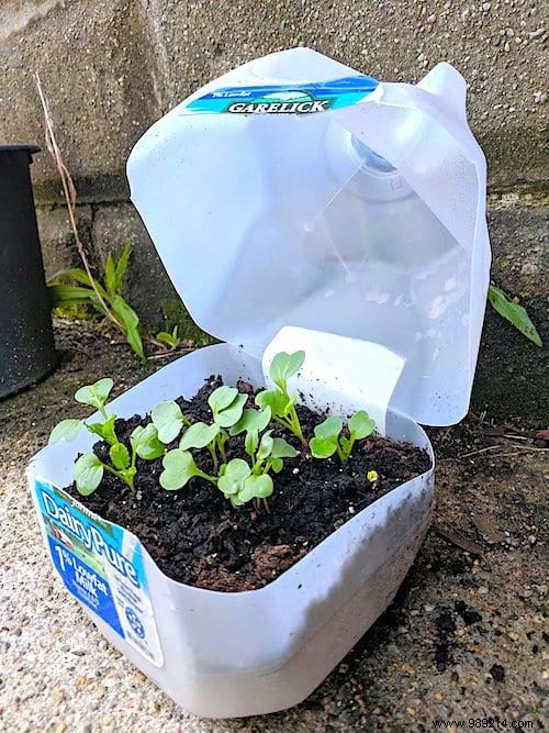 10 Proven DIY Mini Greenhouse Ideas Using Free Recycled Materials