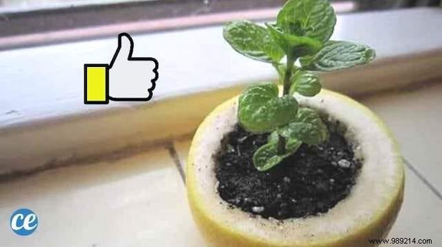 Recycle Lemon Peels as Biodegradable Seedling Pots: A Proven Zero-Waste Gardening Technique