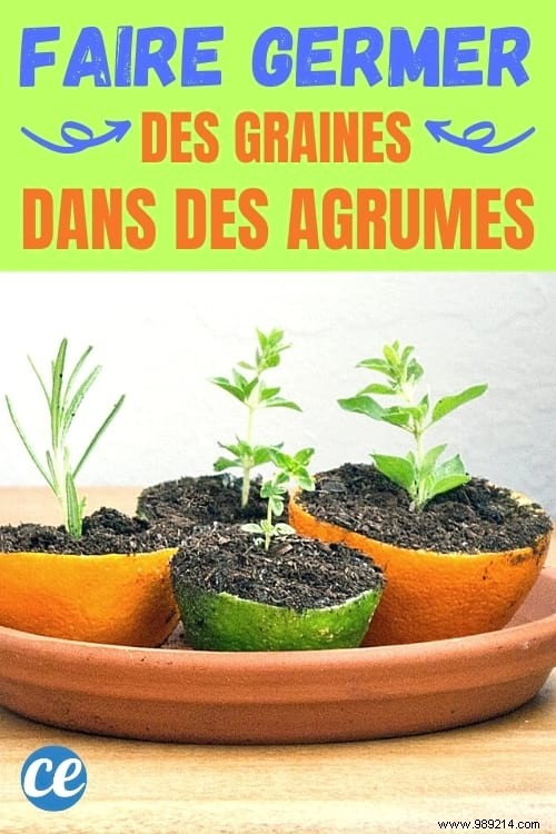 Recycle Lemon Peels as Biodegradable Seedling Pots: A Proven Zero-Waste Gardening Technique