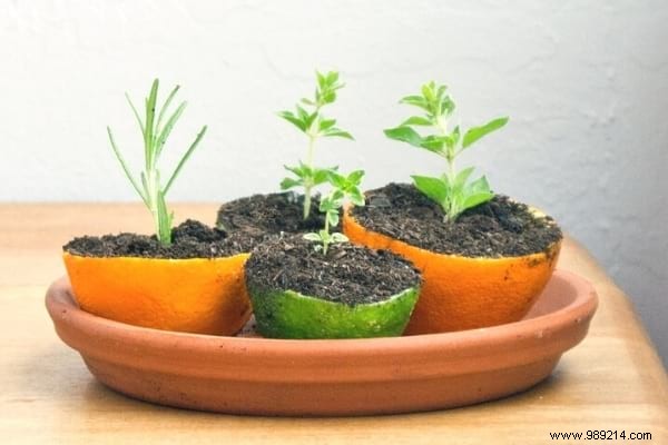 Recycle Lemon Peels as Biodegradable Seedling Pots: A Proven Zero-Waste Gardening Technique